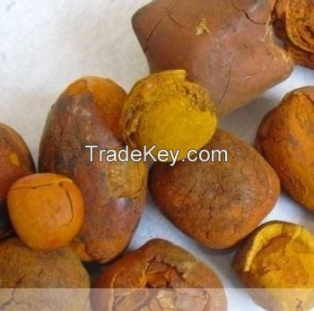 Ox Cattle Gallstones