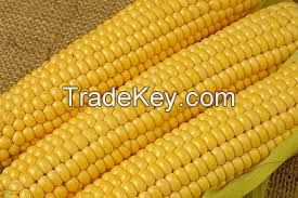 High Rich Quality Yellow Corn / Maize