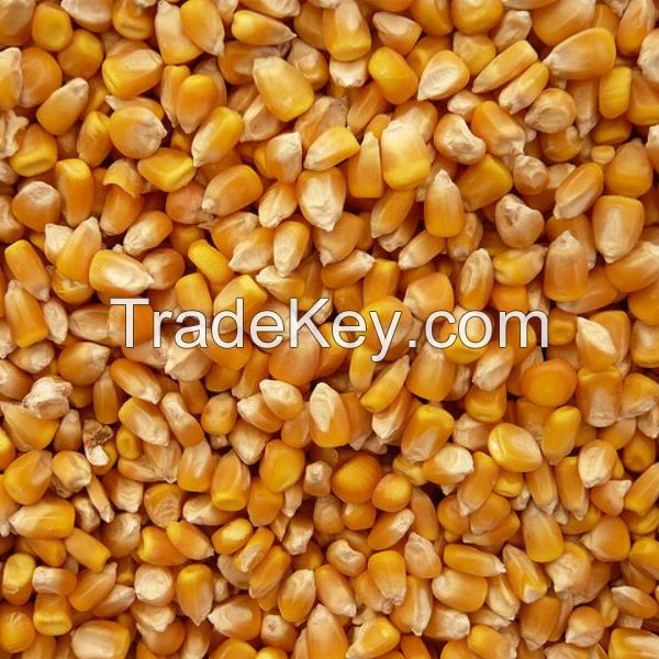 White and Yellow Maize Corn for sale