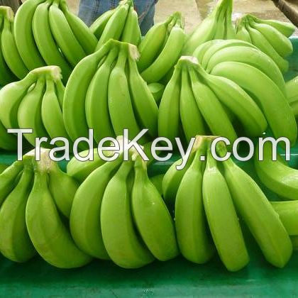 Fresh Green Cavendish Banana