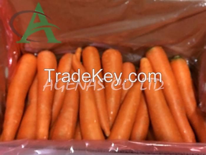 Fresh Carrot from Viet Nam