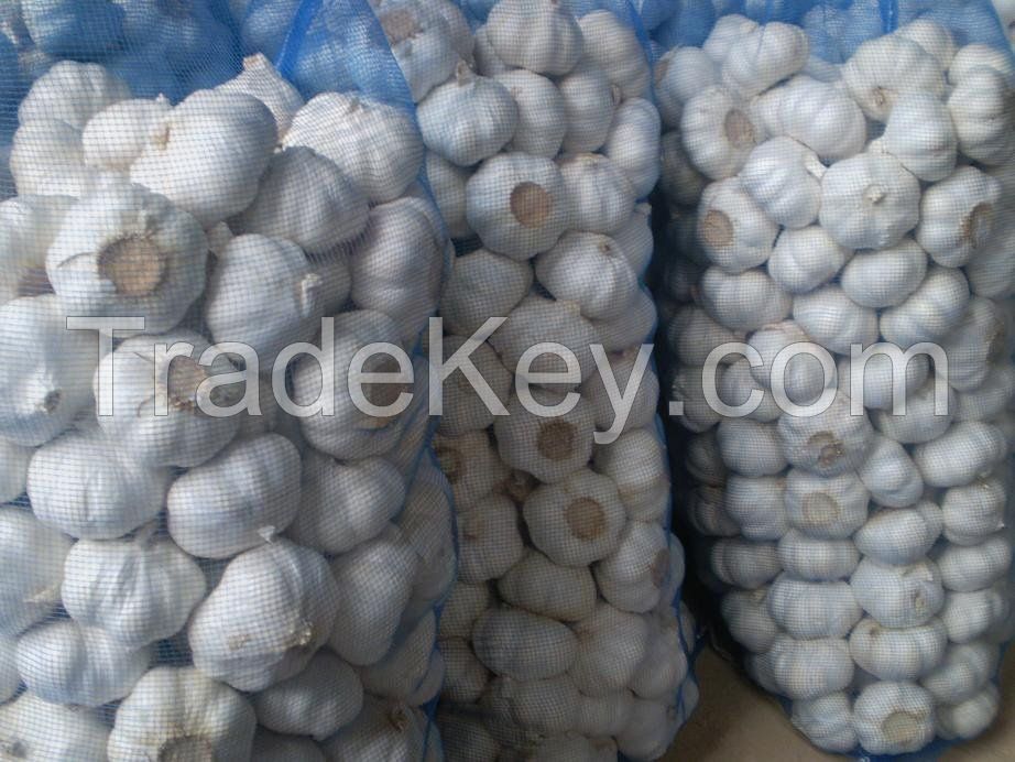 Buy Grade AA+Pure Quality Natural Fresh White Garlic