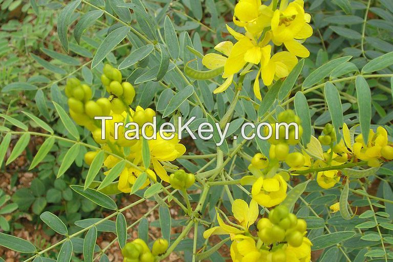 High Grade Senna Pods And Senna Leaves