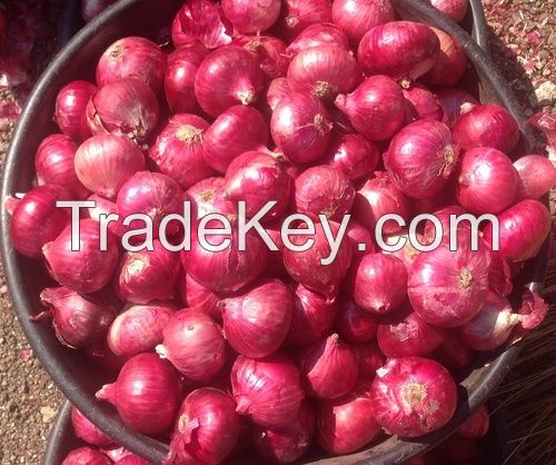 Fresh Red Onion