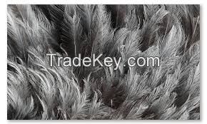 Ostrich Eggs and Ostrich Feathers