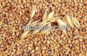 Barley food, yellow corn, wheat, sorghum