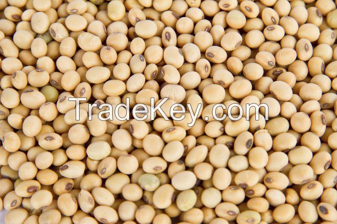 Fresh non gmo soybean