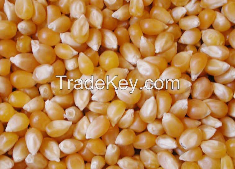 Yellow Corn Canned Sweet Corn Kernel