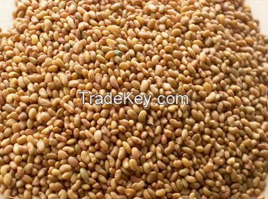 Grade AAA Top Quality Alfalfa Seeds