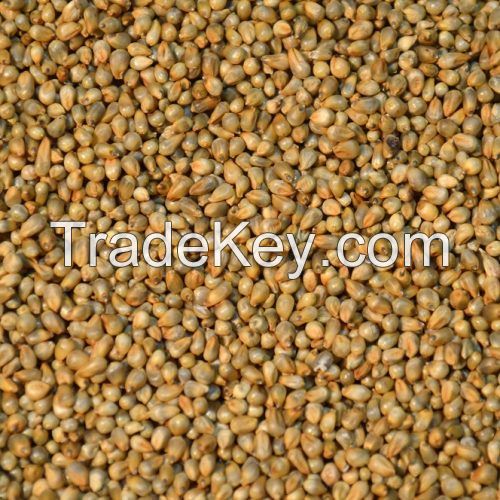 High quality hulled millet with good manufacturer