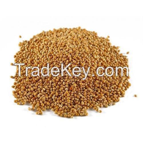 Best Quality Sorghum At Affordable Price