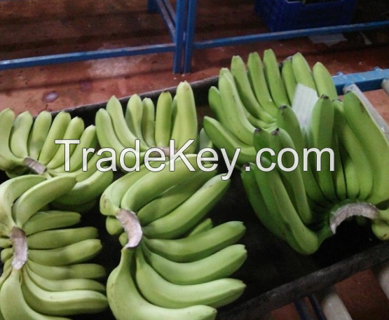 Fresh Bananas