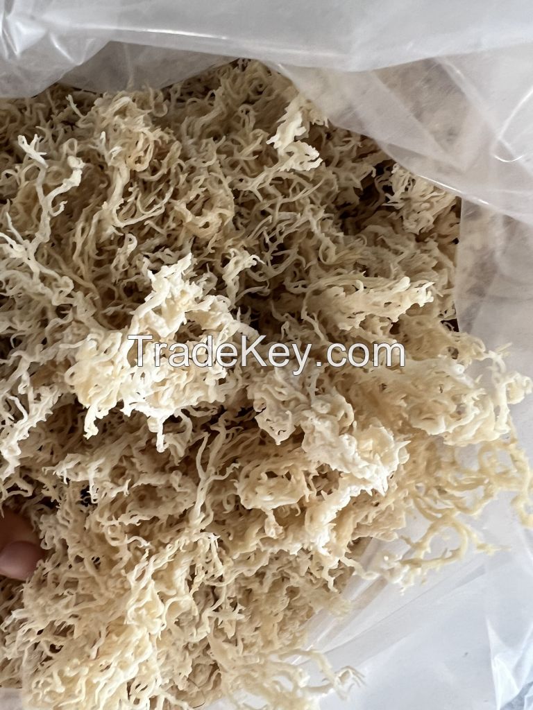 100% NATURAL DRIED SEA MOSS MADE IN VIETNAM / VIET DELTA/ Ms. Moon 