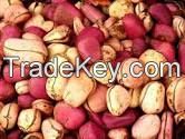 Kola Nut