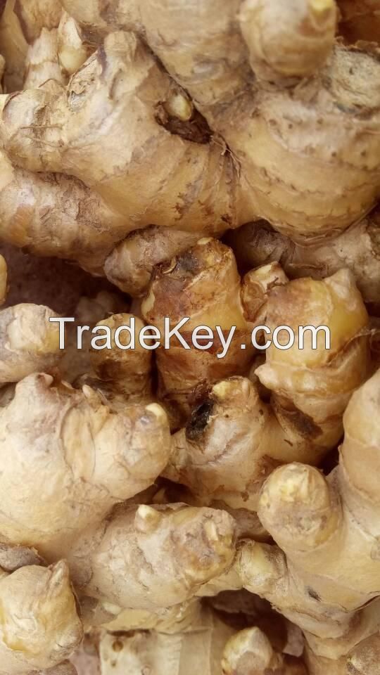 Sell Fresh Ginger Milky Color Fresh Vegetable