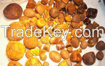 Best Quality Ox-Gallstones.