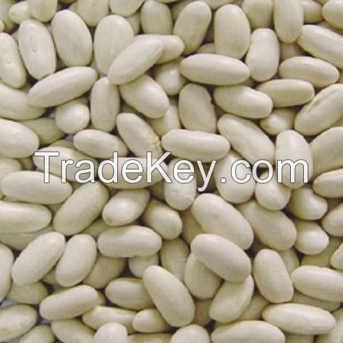 White Kidney Beans Long shape for export