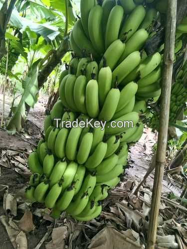 Fresh Cavendish Banana