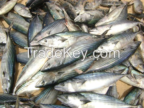 High Quality Frozen Bonito Skipjack Fish Tuna Fish for Sale