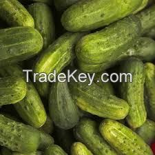 Best price Pickled cucumber/ Gherkin in vinegar/