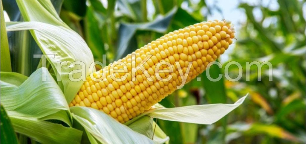 Maize