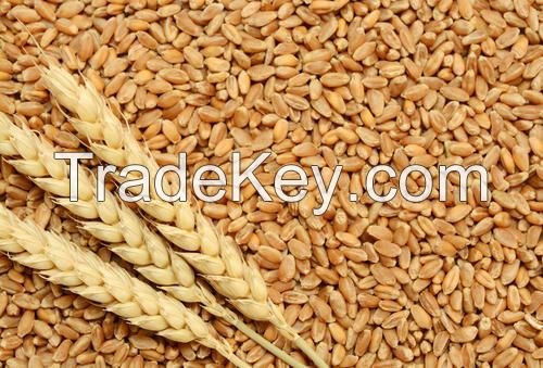 Wheat