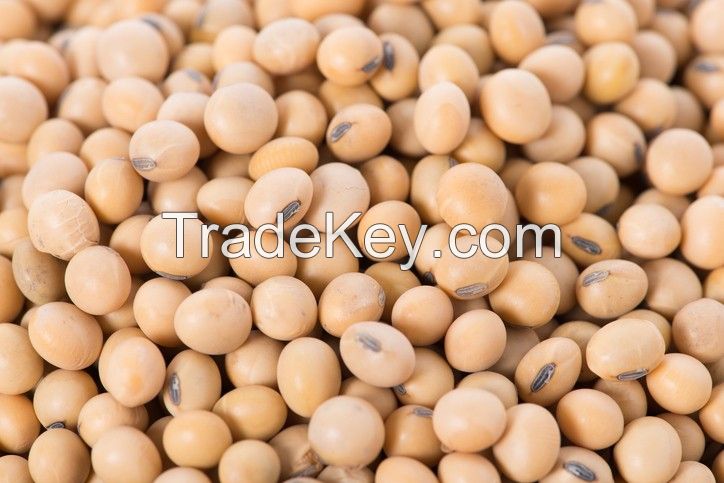 Soybean