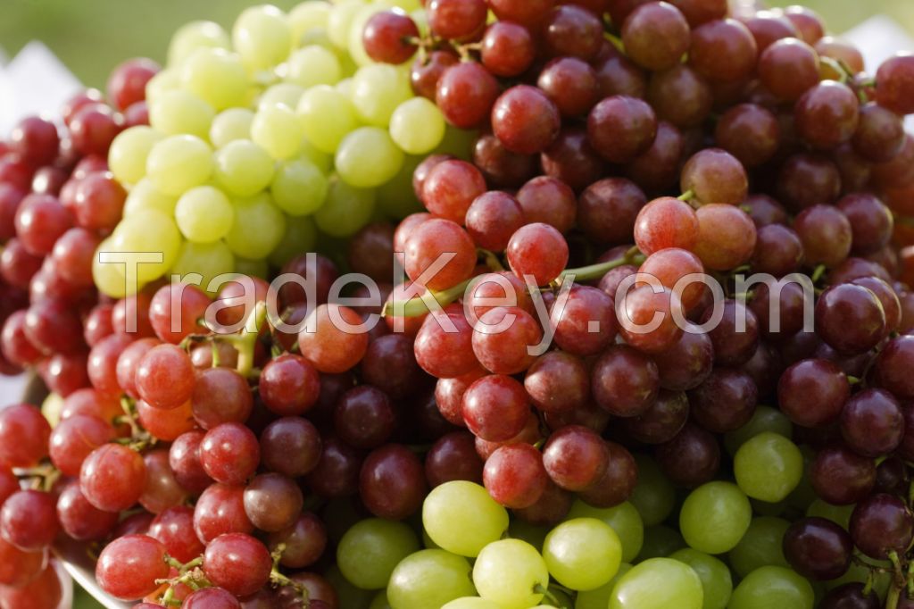 Fresh Grapes From South Africa-Recent Crop