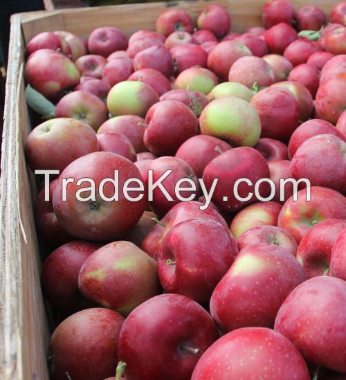 Fresh Royal Gala, Fuji, Golden Delicious, Red Delicious Apples