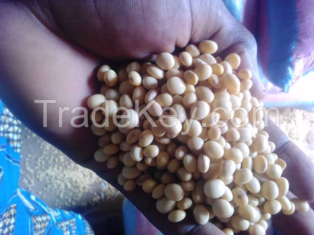 SOYA BEANS FOR SALE