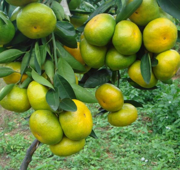 Fresh Earliest-maturing Orange