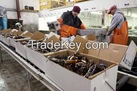 Good Taste Wholesale Frozen Whole Round Crayfish/Crawfish in Lobster