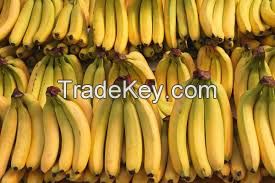 FRESH CAVENDISH BANANA HIGH QUALITY