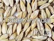 Barley grian