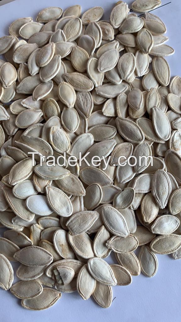 Pumpkin Seeds for sale