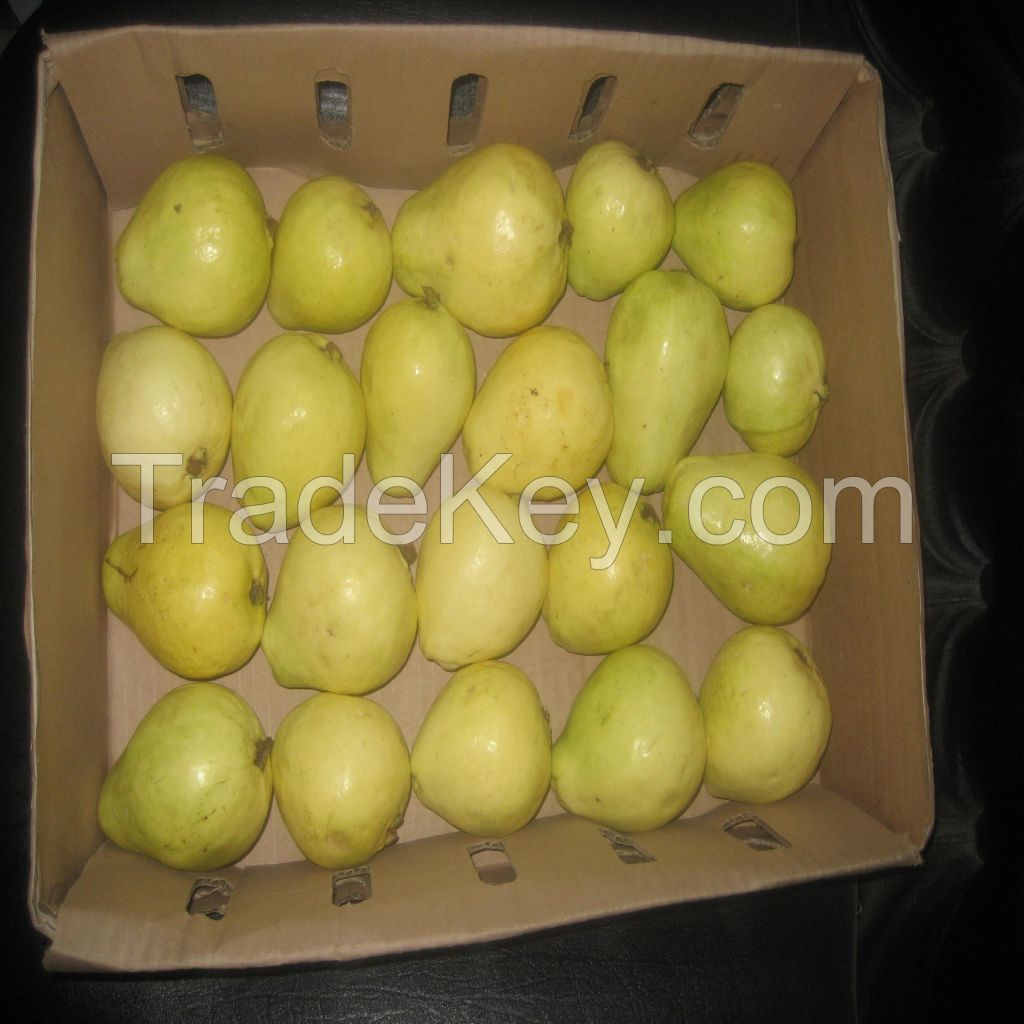 Fresh Egyptian Guava