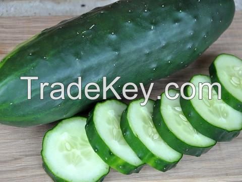 CUCUMBER