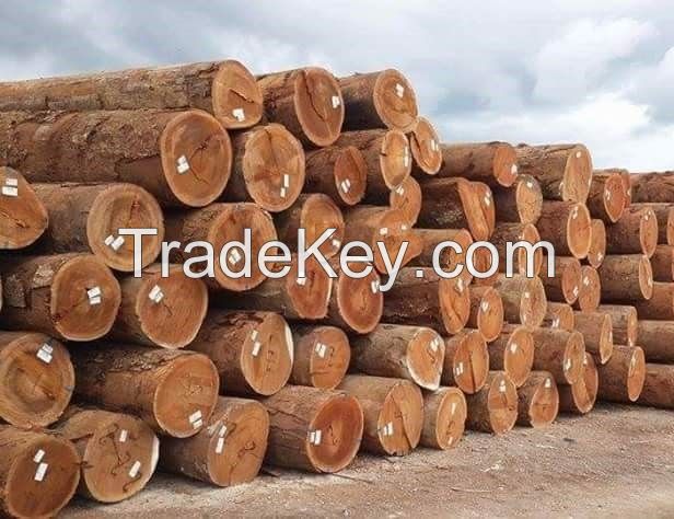 High Quality Mahogany Tree, 