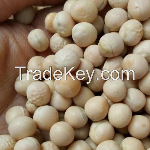 best quality Pigeon peas