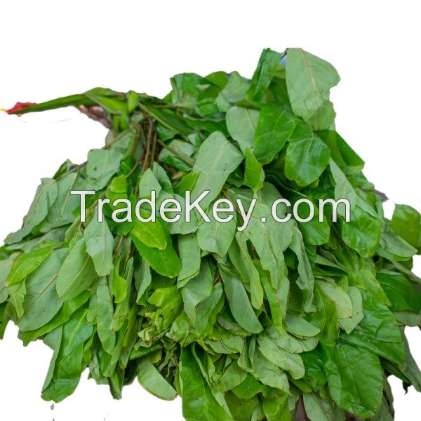 Happy Fresh Oha Leaves