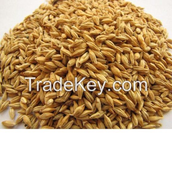 Barley