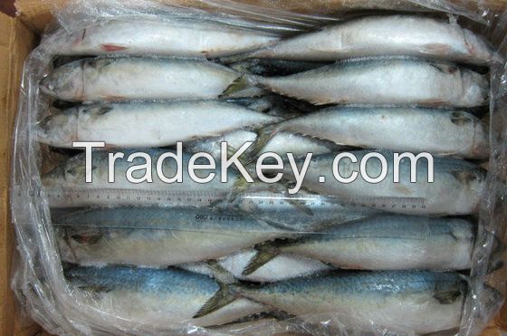 Fresh Frozen Mackerel Fish