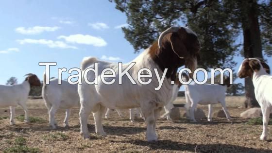 100% Full Blood LIVE Boer Goats