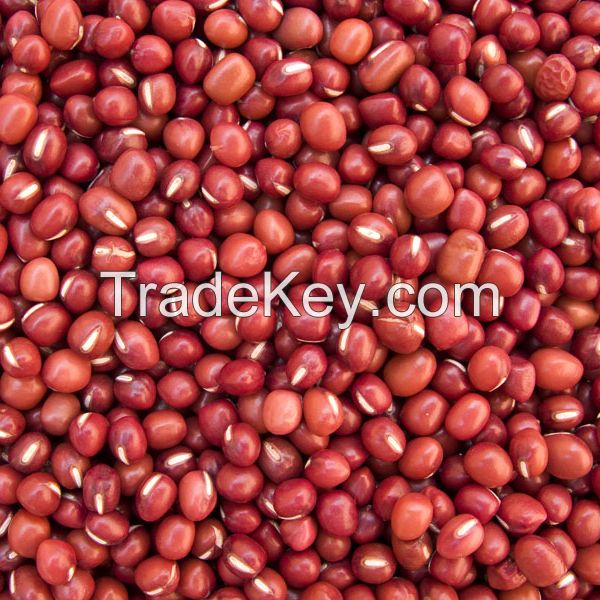 Red And White Sorghum For Sale / Sorghum Flour White / Sorghum grains