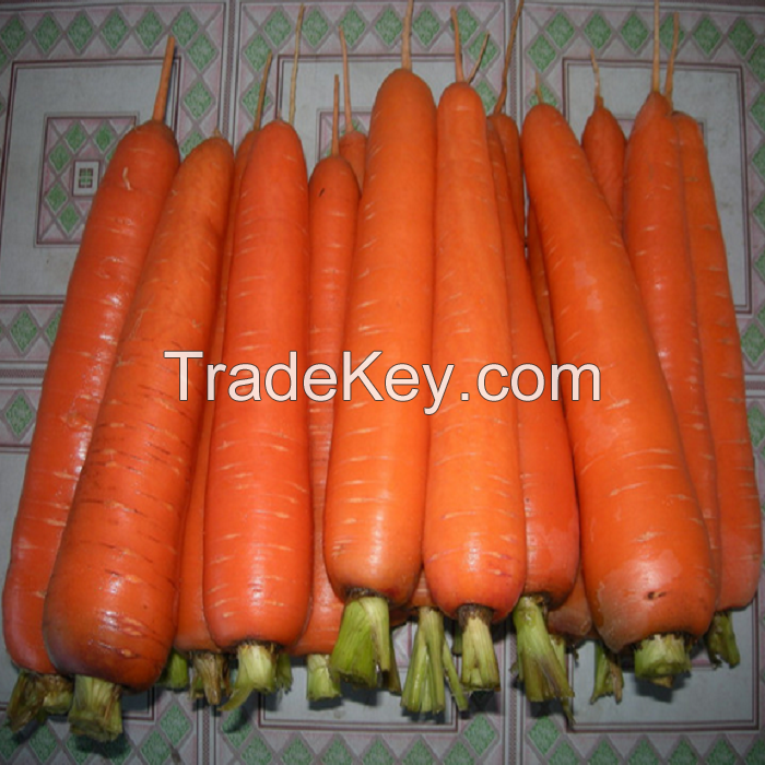 FRESH CARROT