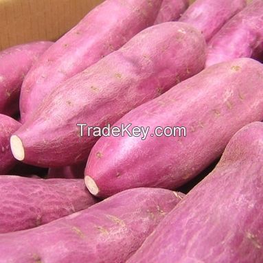 Fresh Sweet Potatoes Good Quality