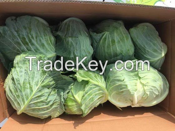 Fresh Cabbages