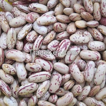 Light Speckled Kidney Beans/red sugar bean/Pinto bean