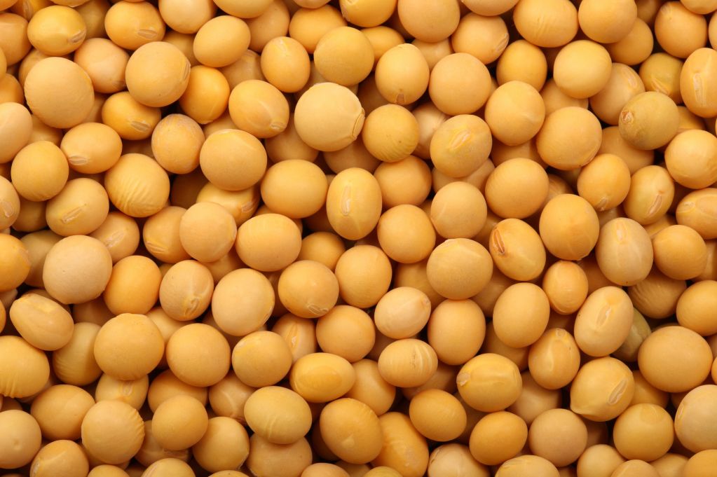 Brazilian Soybean