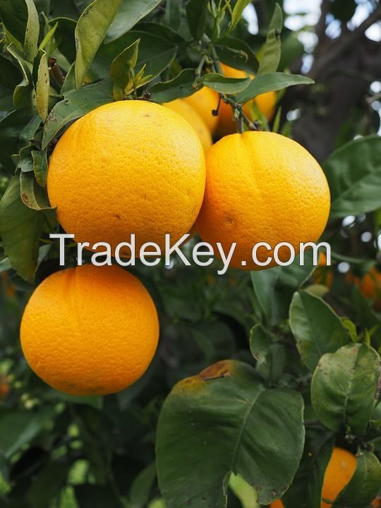 Fresh Naval and Valencia Oranges Naval and Valencia Oranges